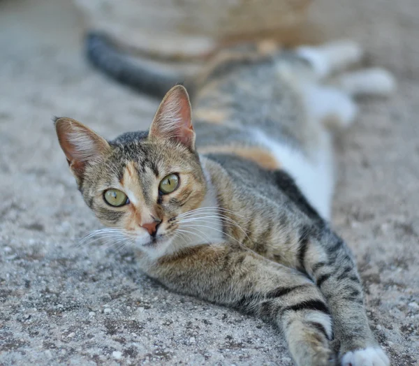 可爱猫咪放松在花园里 — 图库照片