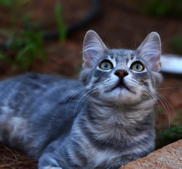 Leuk Katje — Stockfoto