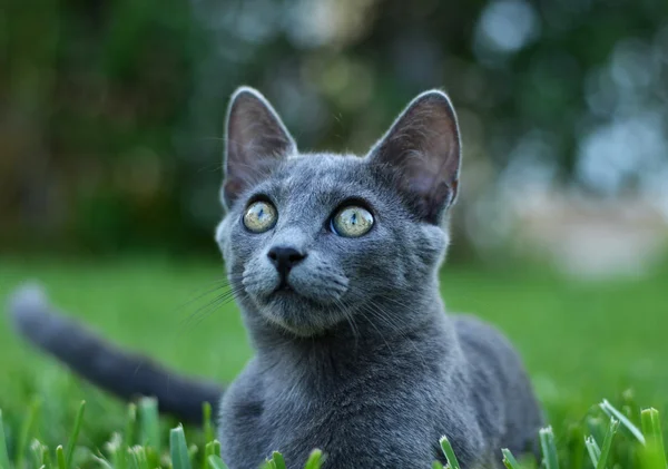 Gatinho cinzento bonito — Fotografia de Stock