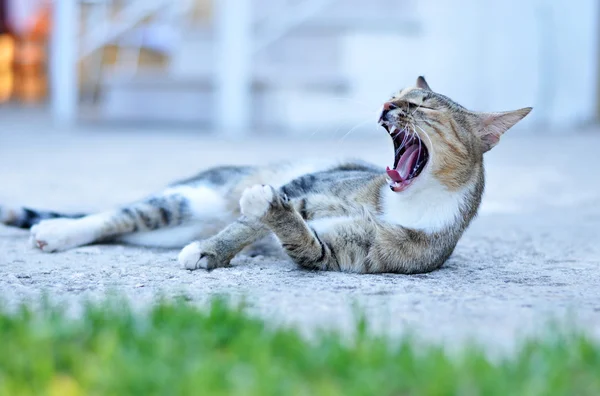 Gato perigoso bocejo — Fotografia de Stock