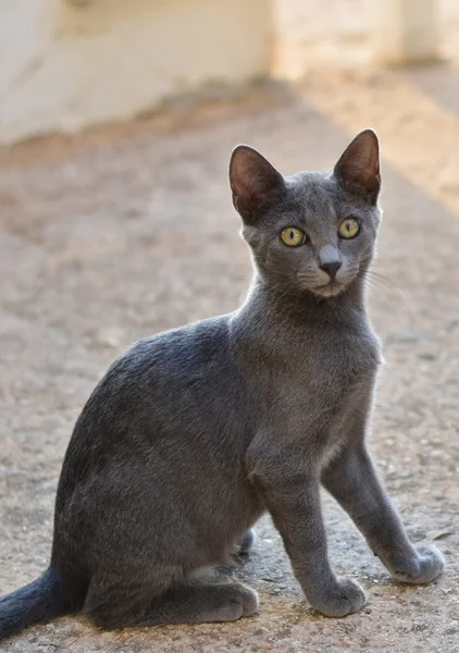 Grijze kat — Stockfoto