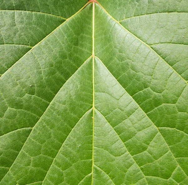 Yeşil yaprak makro dokusu — Stok fotoğraf