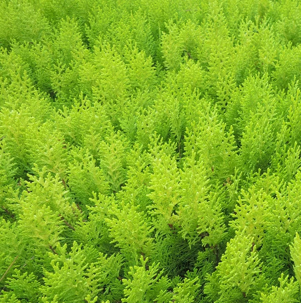 Зеленый куст в природе — стоковое фото