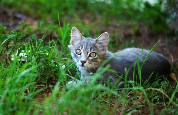 Pequeño gato relajarse en el jardín — Foto de Stock