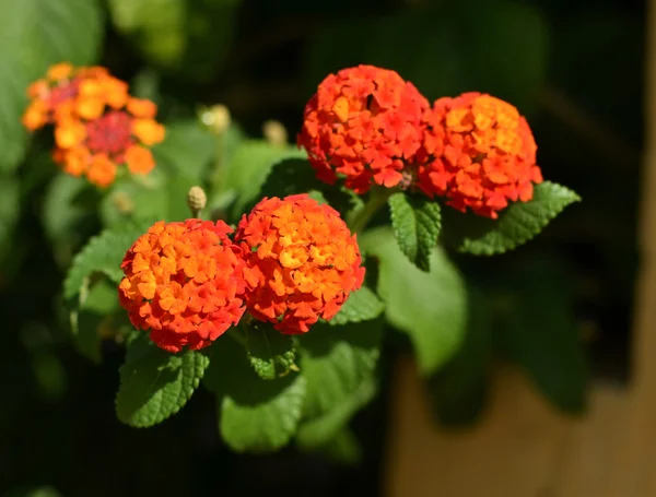 Orangenblüte in der Natur — Stockfoto