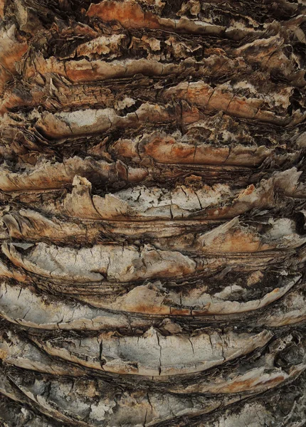 Palma árbol tronco fondo — Foto de Stock