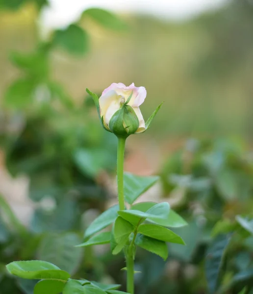 Pink bud in garden — Stock Photo, Image