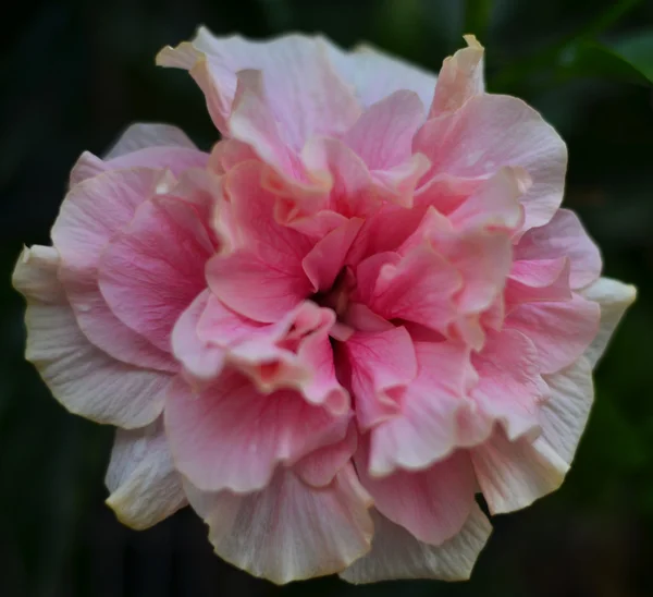 Pembe Gül — Stok fotoğraf