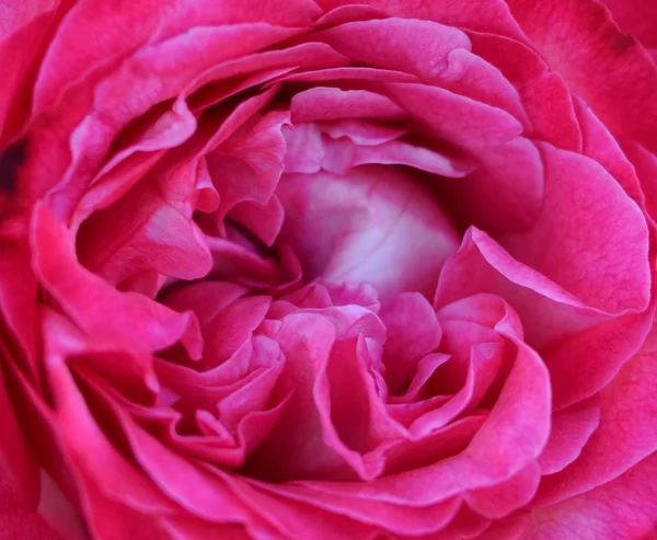 Pink rose macro texture — Stock Photo, Image