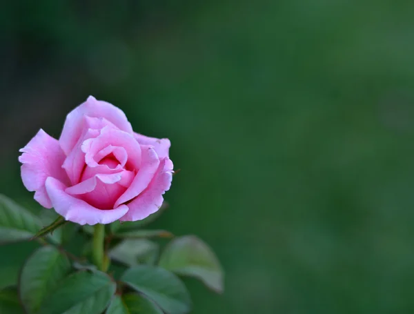 Pink rose in garden — Stock Photo, Image