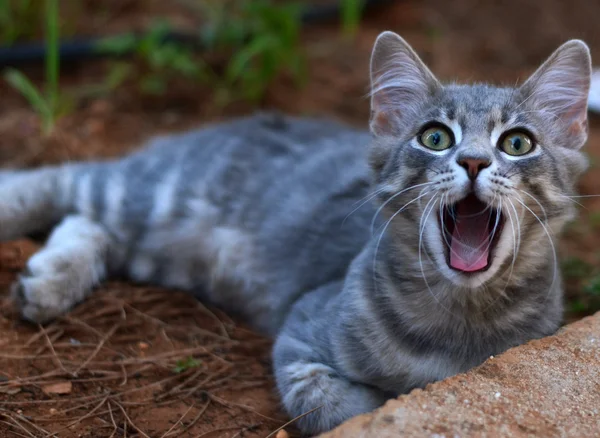 Gato sonriente y sorprendido — Foto de Stock