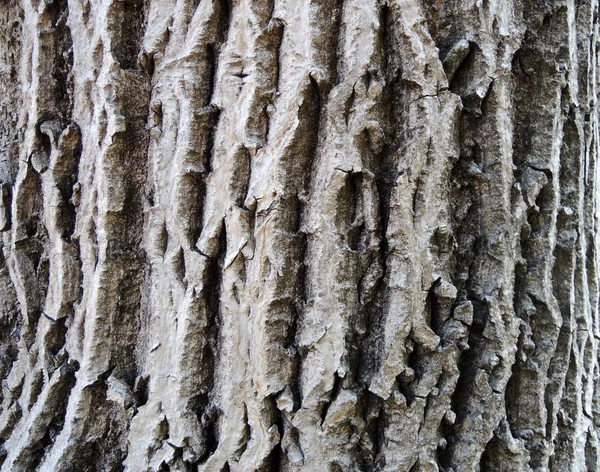 Textura de corteza blanca —  Fotos de Stock