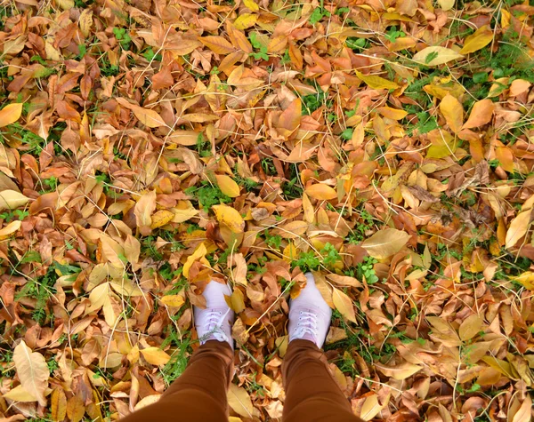 Wandelen in de herfst bos — Stockfoto
