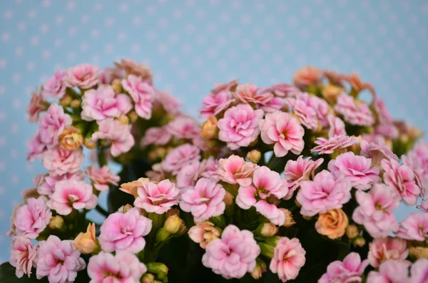 Vackra blommor — Stockfoto