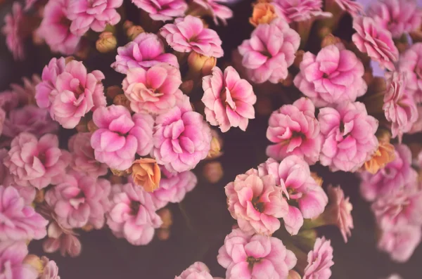 Fondo de flores vintage — Foto de Stock