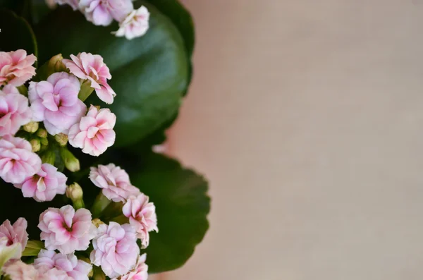 Mooie bloemen op bruine achtergrond — Stockfoto