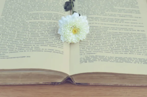 Biały kwiat na stary książki — Zdjęcie stockowe
