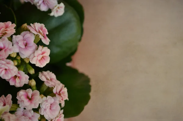Vackra blommor på brun bakgrund vintage — Stockfoto