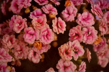 vintage çiçek arka plan koyu desen