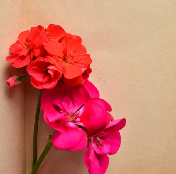 Vintage bloem achtergrond — Stockfoto