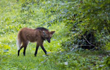 Tilki ormanda yürüyüş