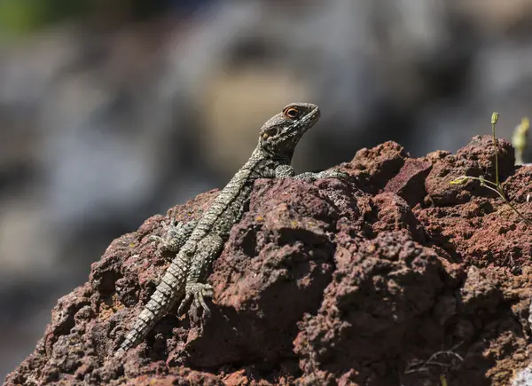 Lagarto sobre una roca — Foto de Stock