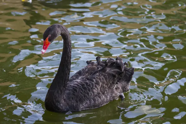 Labuť na vodě — Stock fotografie