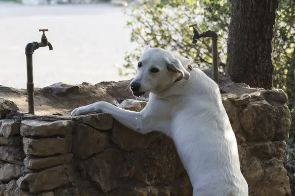 Hond drinken water — Stockfoto