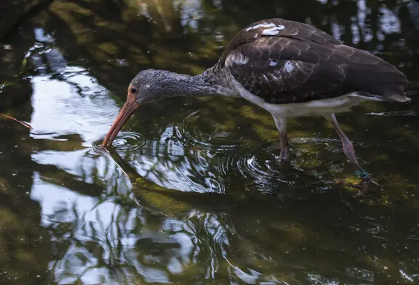 Bird drinking water — Stock Photo, Image