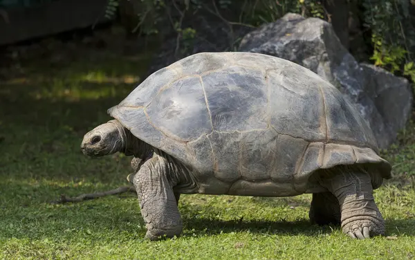 Tortuga gigante — Foto de Stock