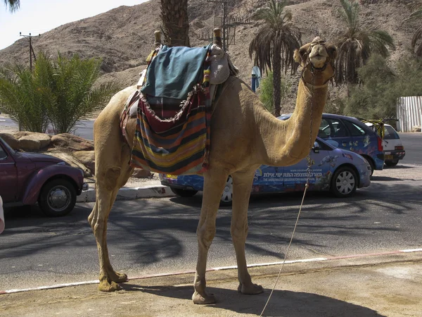 Camel travel guide — Stock Photo, Image
