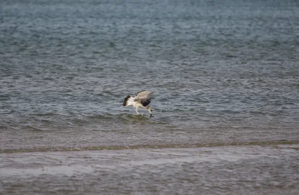 Cormorant — Stock Photo, Image