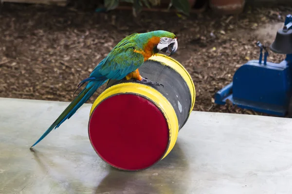 Papuga na beczki — Zdjęcie stockowe