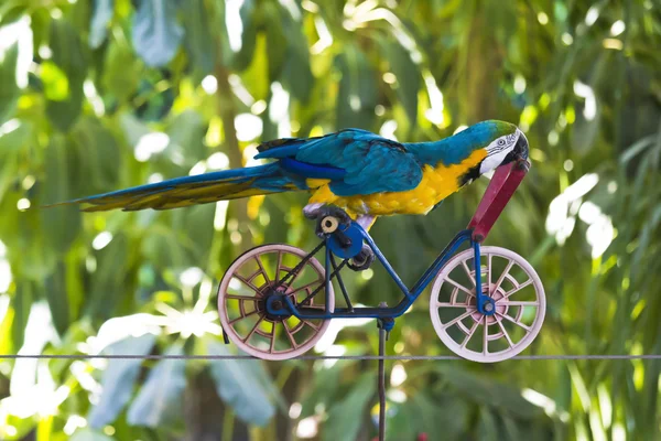 Papuga na rowerze — Zdjęcie stockowe
