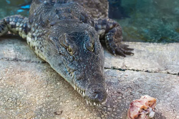 Crocodilo no jantar — Fotografia de Stock