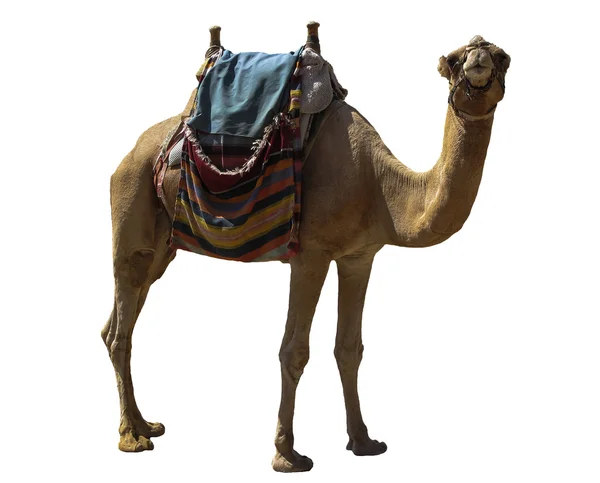 Camel on white — Stock Photo, Image