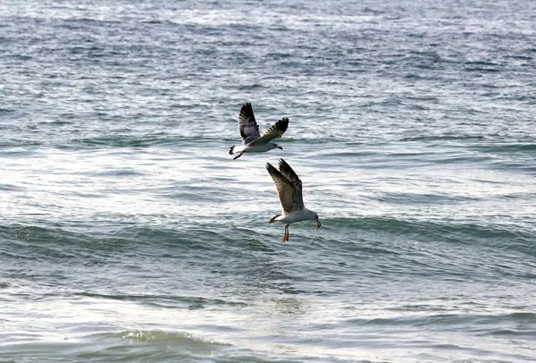 Sea gulls — Stock Photo, Image