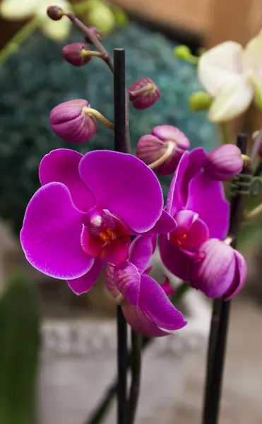 Red orchid — Stock Photo, Image