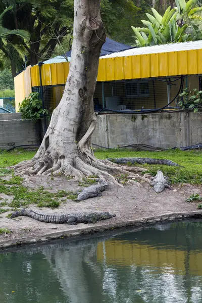 Cocodrilos bajo el árbol — Foto de Stock