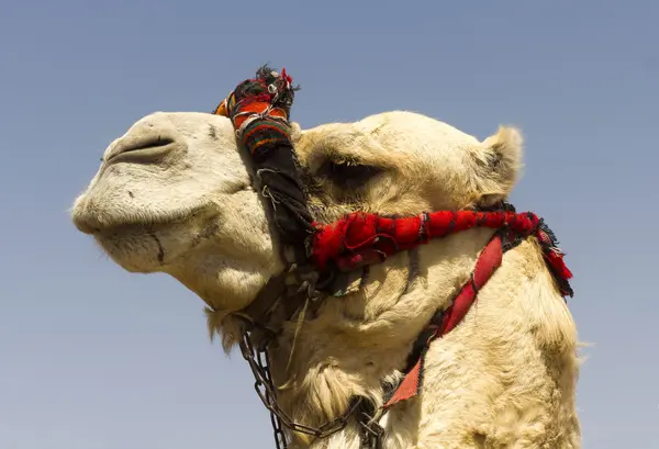 Camel — Stock Photo, Image