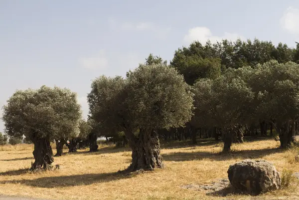 zeytin ağaçları