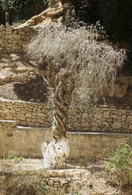 bükülmüş bir gövde ile ağacı