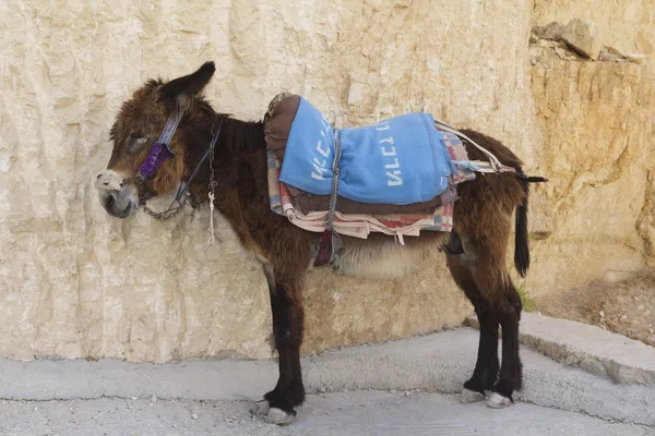 Donkey resting at the rock — Stock Photo, Image