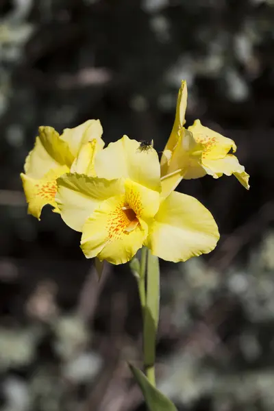 Yellow flowers — Stock Photo, Image