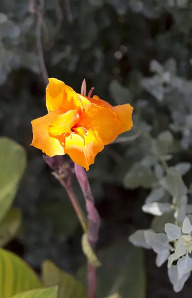 Yellow flowers — Stock Photo, Image