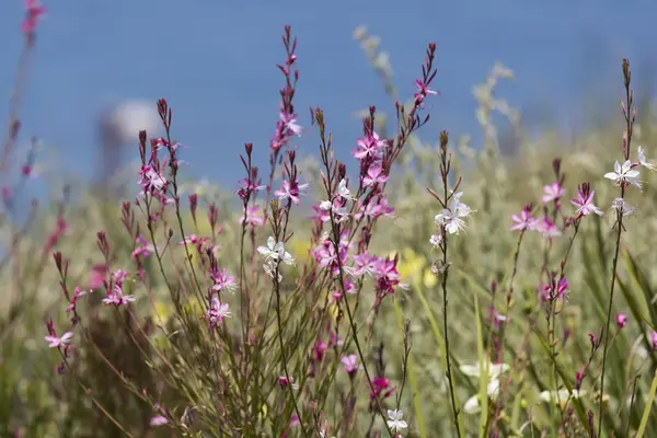 Flowers — Stock Photo, Image