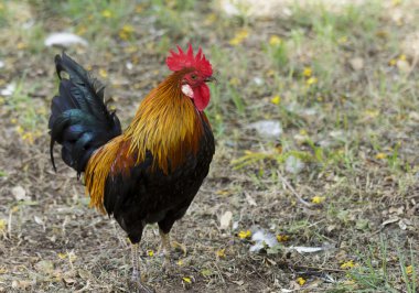 horoz ile kırmızı taç