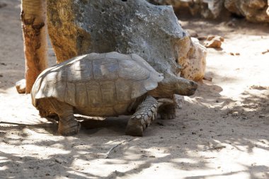 büyük bir kaplumbağa
