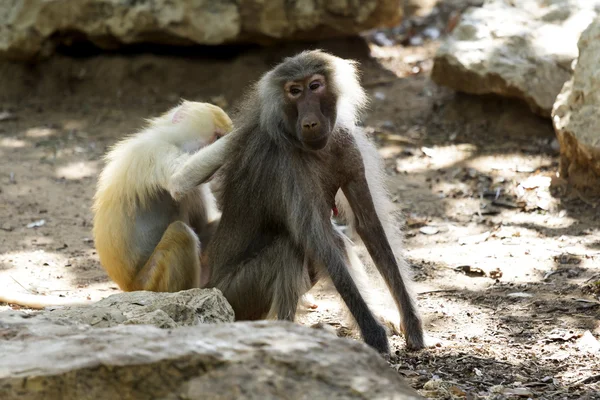 Baboon mother and son — Stock Photo, Image