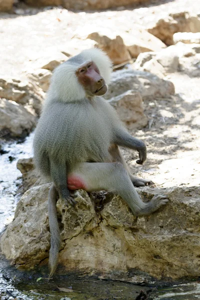 Baboon sitting — Stock Photo, Image